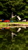 Nana's photo of blue heron near the dam